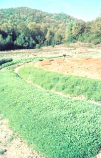 A portion of the Sullivans' wonderful garden at the Eco-Village.
